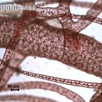 asparagopsistaxiforme2_algaebase
