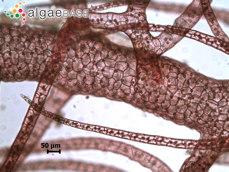 asparagopsistaxiforme2_algaebase