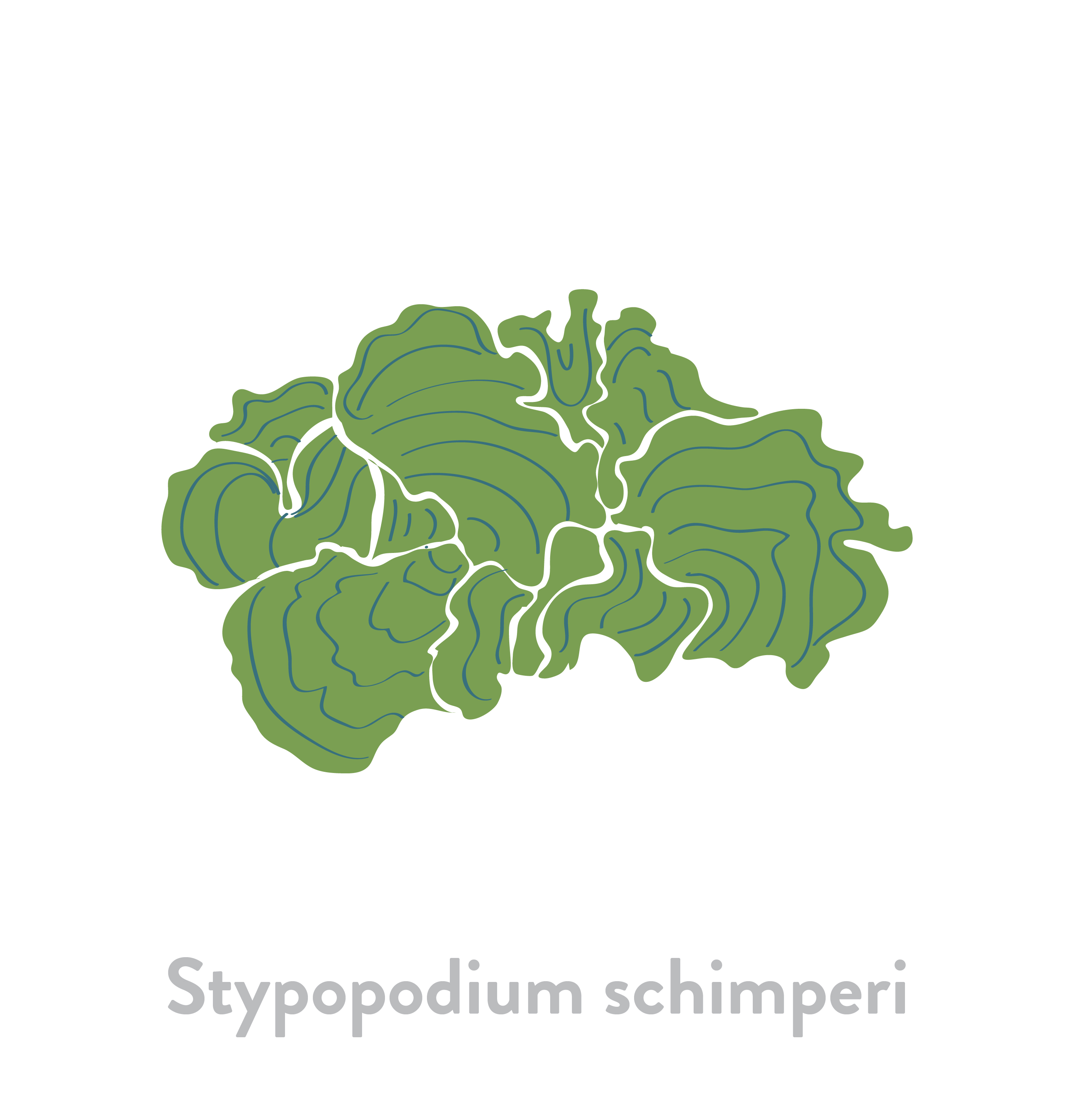 Stypopodium schimperi
