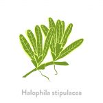 Halophila stipulacea